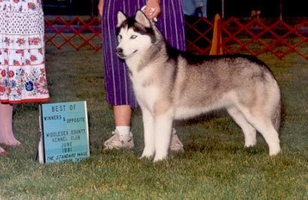 Photo of Marlytuk’s Chuchi of Yalaska