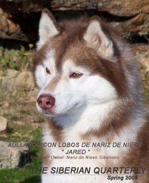Photo of Aullando con Lobos De Nariz De Nieve