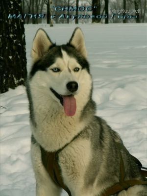 Photo of Magia s Akulovoy Gori