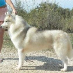 Photo of Coldspot’s Steeler of Ciukci