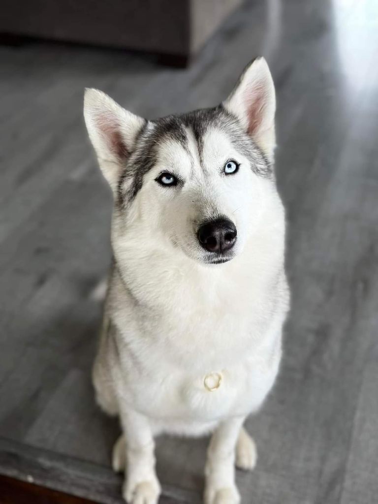 Photo of Empire Canin Riley