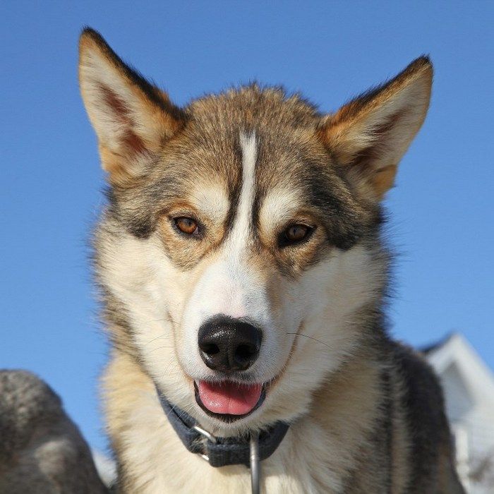 Photo of Siberian Sleddogs Ittoq