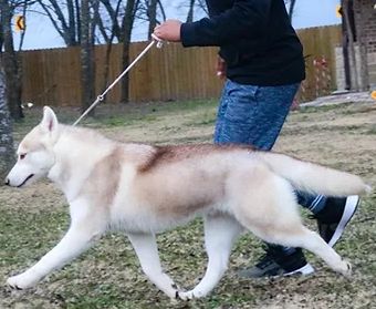 Photo of Koba's Setar Red Flash