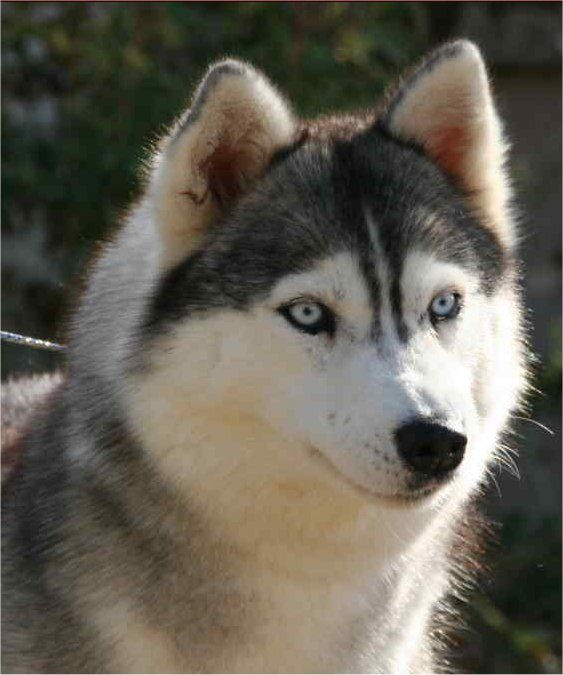 Photo of Blue Moon des Reves de Neige