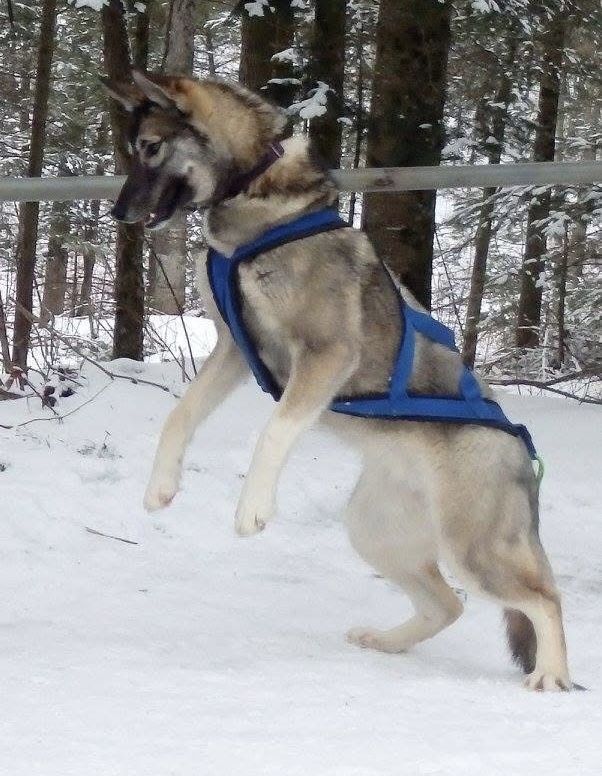 Photo of Howling Spirits Beasley
