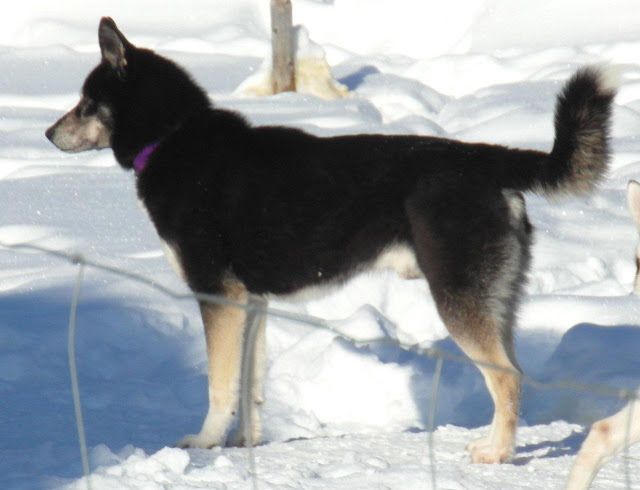 Photo of Jedeye Marlin Of Manitou