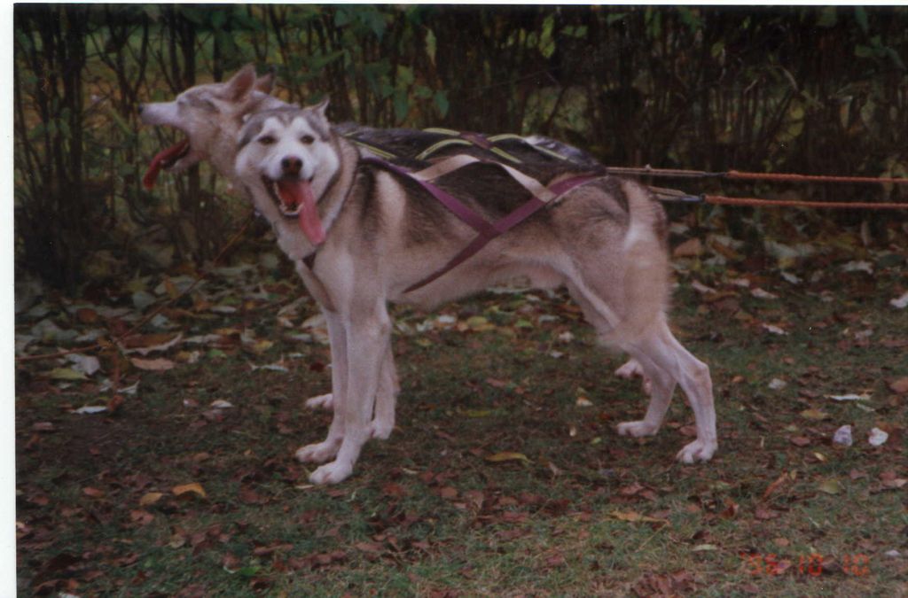 Photo of Harley