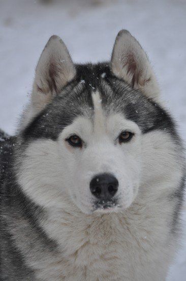 Photo of Pride Of Siberian Lady