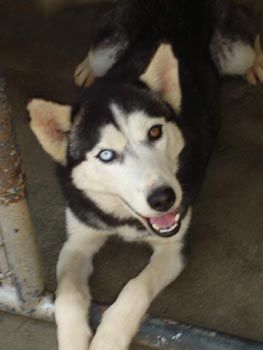 Photo of Vega Star’s Xica Loka