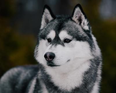 Photo of Husky Haven Rocky Marciano