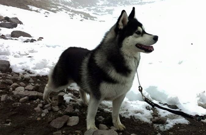 Photo of Happy Husky Eclipse Mexican Sunshine
