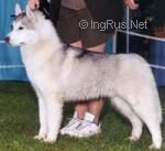 Photo of Huskavarna’s Phantom Menace