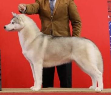 Photo of Romansky Dakota O' Maragogi's