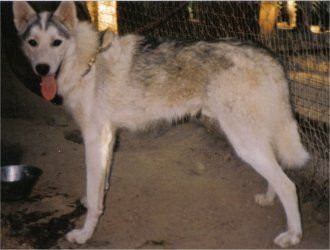 Photo of Wolf Tribe’s Glader