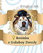 Photo of Rosinka s Goluboy Zvezdy