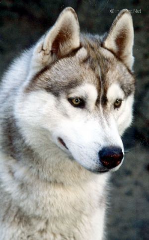 Photo of Tawny de Ciukci