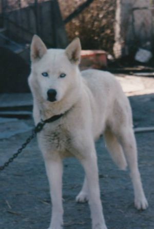 Photo of Esso Extra av Vargevass-A