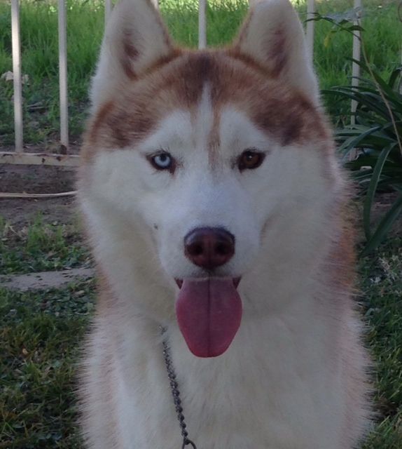 Photo of Snow Born N’ Anastasia’s Aftershock
