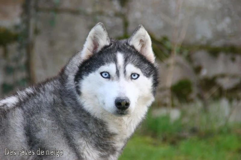 Photo of Blue Persuasion 'Bouchka' des Reves de Neige