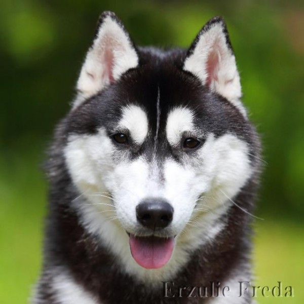 Photo of Erzulie Freda Dainty Beauty