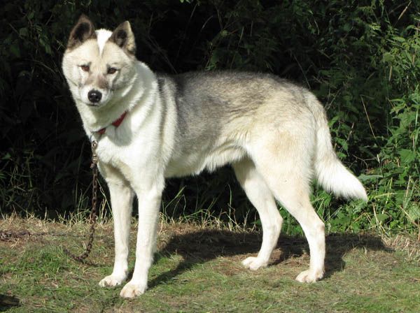 Photo of Loufranc’s Kanuck