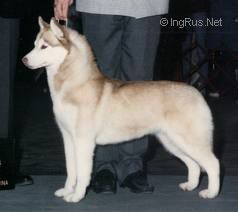 Photo of Topaz Simply Red