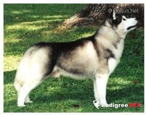 Photo of Innisfree’s Alexander