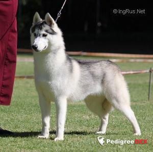Photo of Foxfire Buzy Lizzy