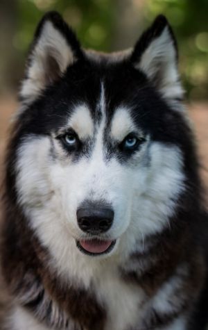 Photo of Russkiy Favorit Vegas