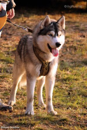 Photo of Husky Haven Gray Wolf