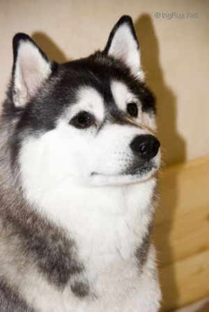 Photo of Husky Haven Odri Totu