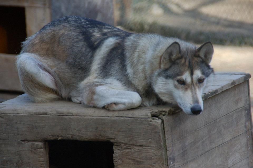 Photo of Polar Speed Paulina