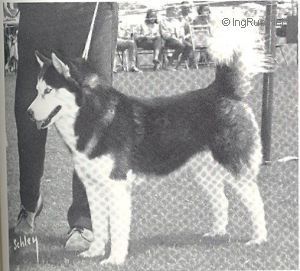 Photo of Monadnock’s Rurik Of Nanook