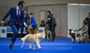Photo of Gentle Boy Blue Bricassart