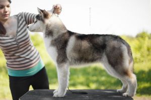 Photo of Olgivan Show Sourwolf