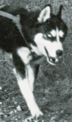Photo of Forstal’s Roosalka