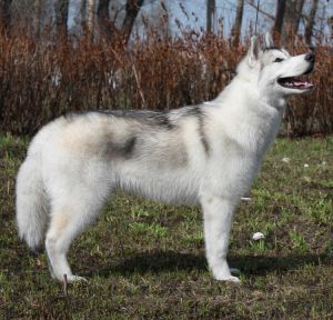 Photo of Husky Haven Urban Jungle Hero