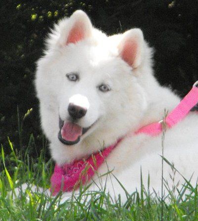 Photo of Rogue Storm III