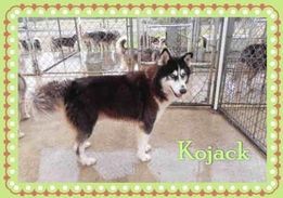 Photo of Puppy Lov’s Kojack
