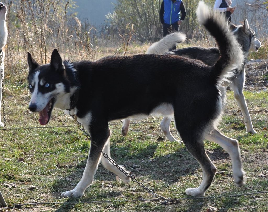 Photo of Iellow Amanuq