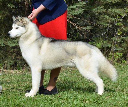 Photo of Kaylenberg's Marlytuk Justified
