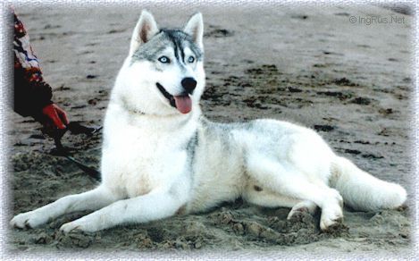 Photo of Klondyk Cool N Creamy
