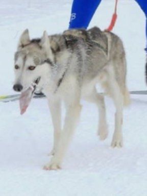 Photo of Artic parnicka dolina