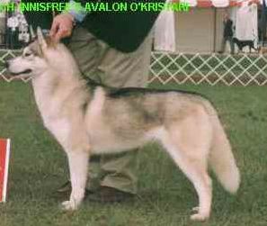 Photo of Innisfree’s Avalon O’Kristari
