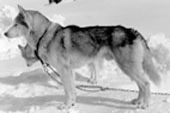 Photo of Cheewan