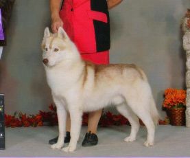 Photo of Shapali’s Kickin To The Kurb