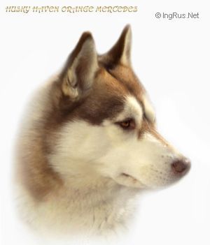 Photo of Husky Haven Oranzh Mersedes