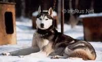 Photo of Lara-ke’s Fure