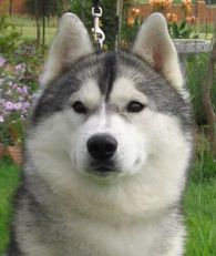 Photo of Frosteesky Nike Of Wolvereen
