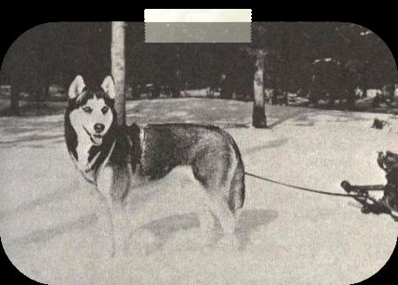 Photo of Anya-Alaska